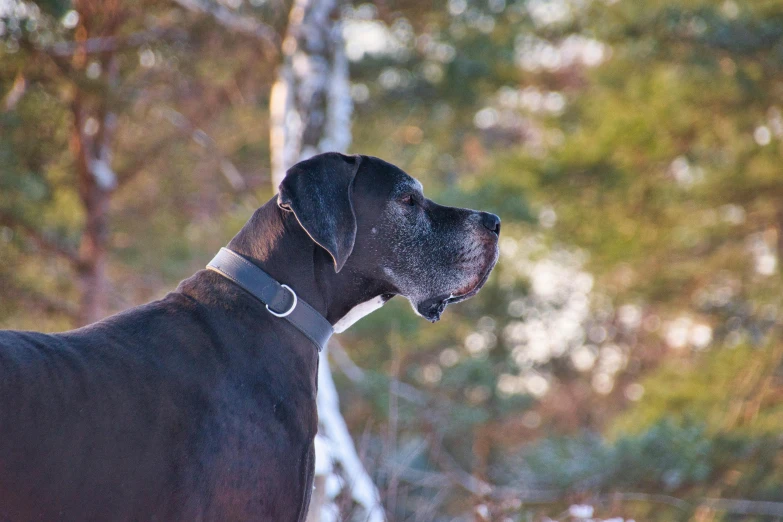 a black dog wearing a black collar is looking ahead