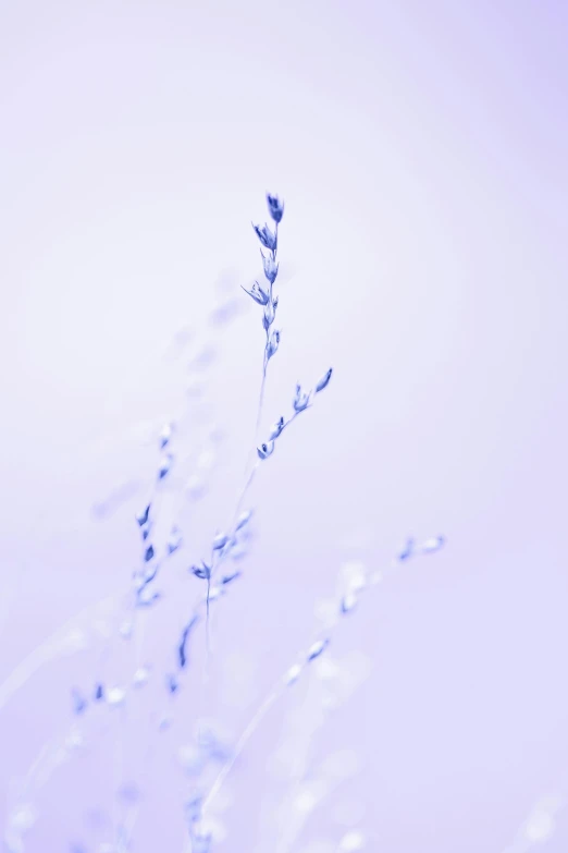 an up close picture of some flowers on the stalk