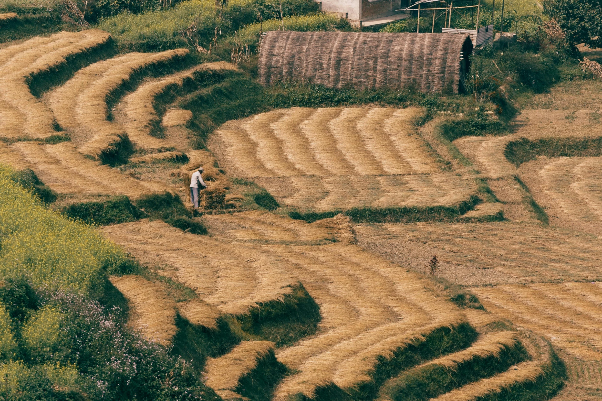 the hay fields are so large that the men are working on them