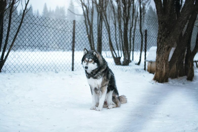 a husky sits on the snow in a fenced off area