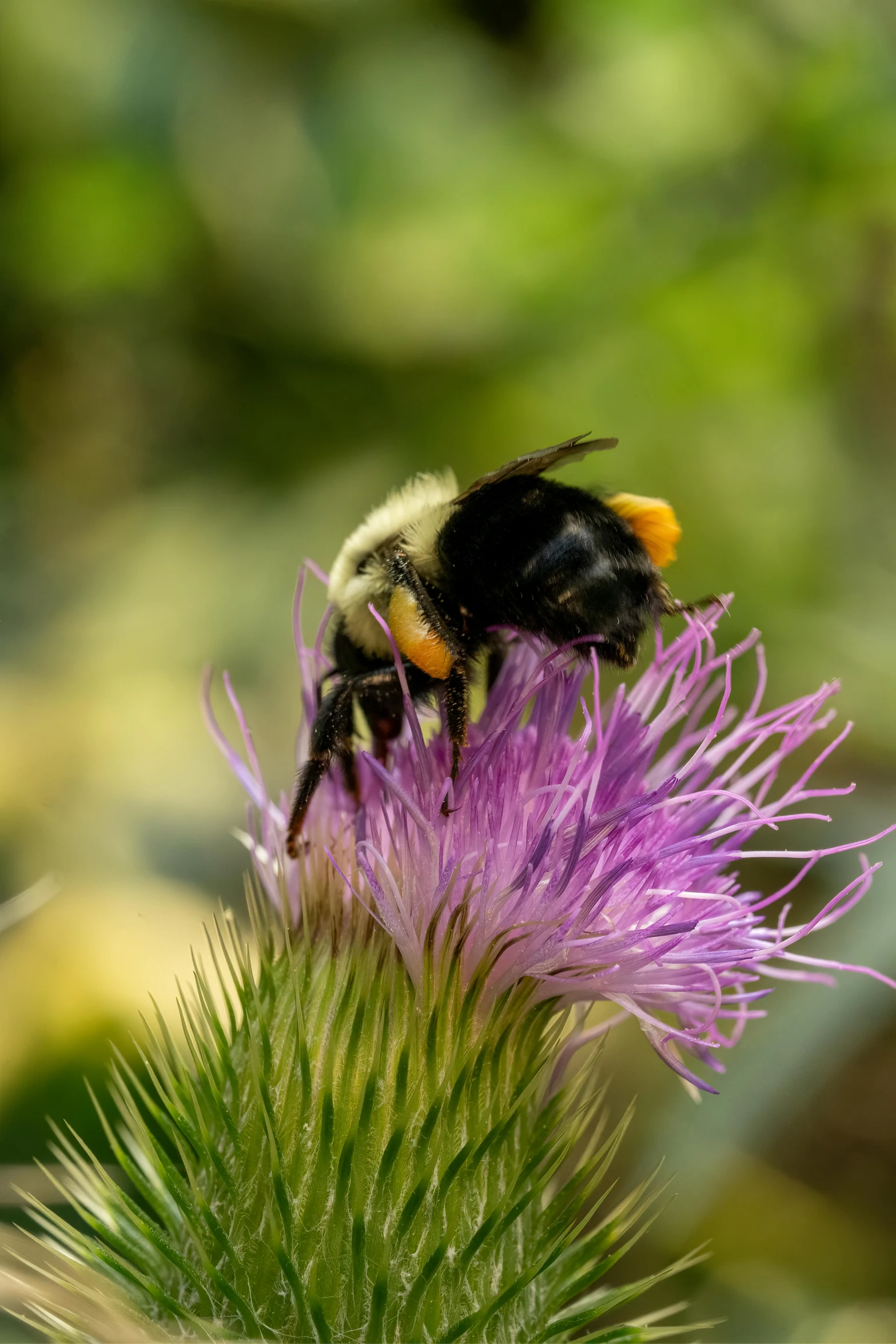 a honeybee is sitting on a purple flower