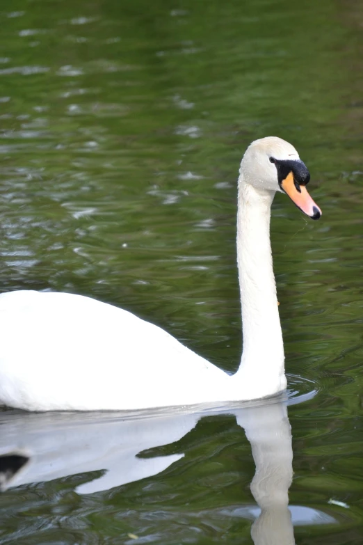 a swan is swimming on a body of water