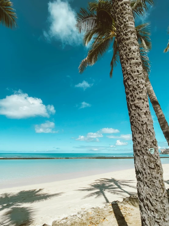 two palm trees on a tropical beach with clear water