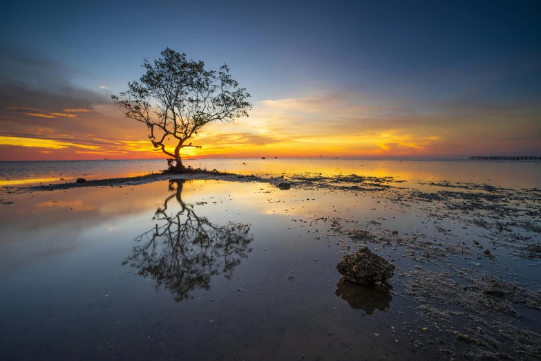 a tree stands on the beach as the sun sets