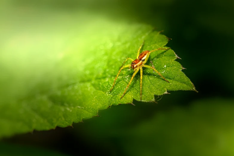 spider sitting on green leaf in the sunlight