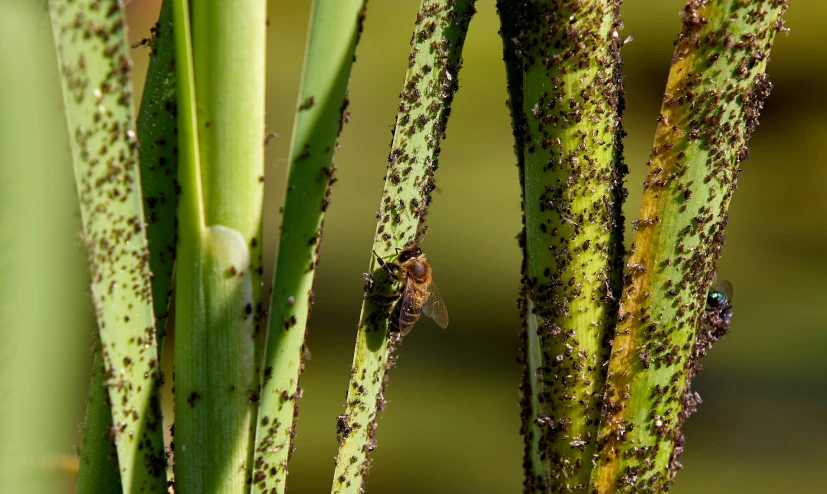 a large plant with many tiny black bugs on it