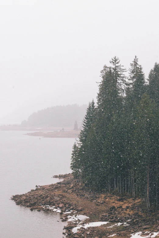 trees near the shore on a snowy day