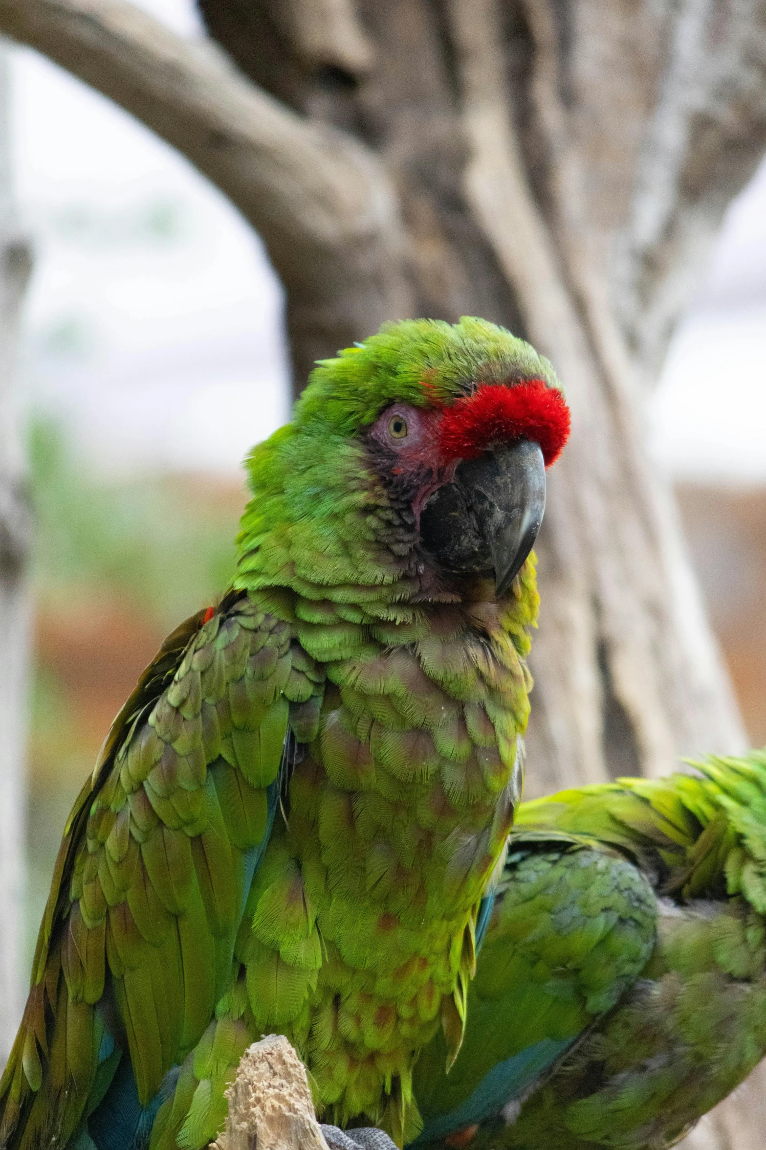 two parrots that are perched on some nches