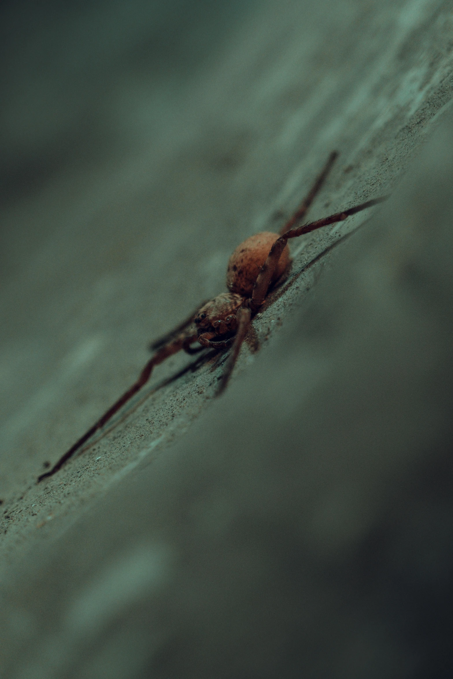 a spider hanging upside down on the water