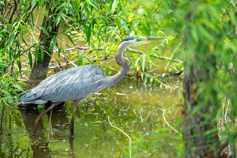 the bird is sitting in the water and enjoying the day