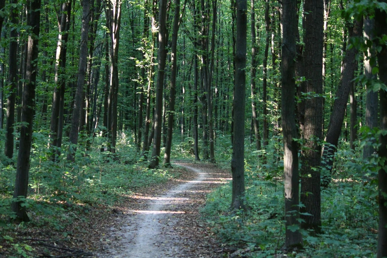 a path going through the middle of some trees