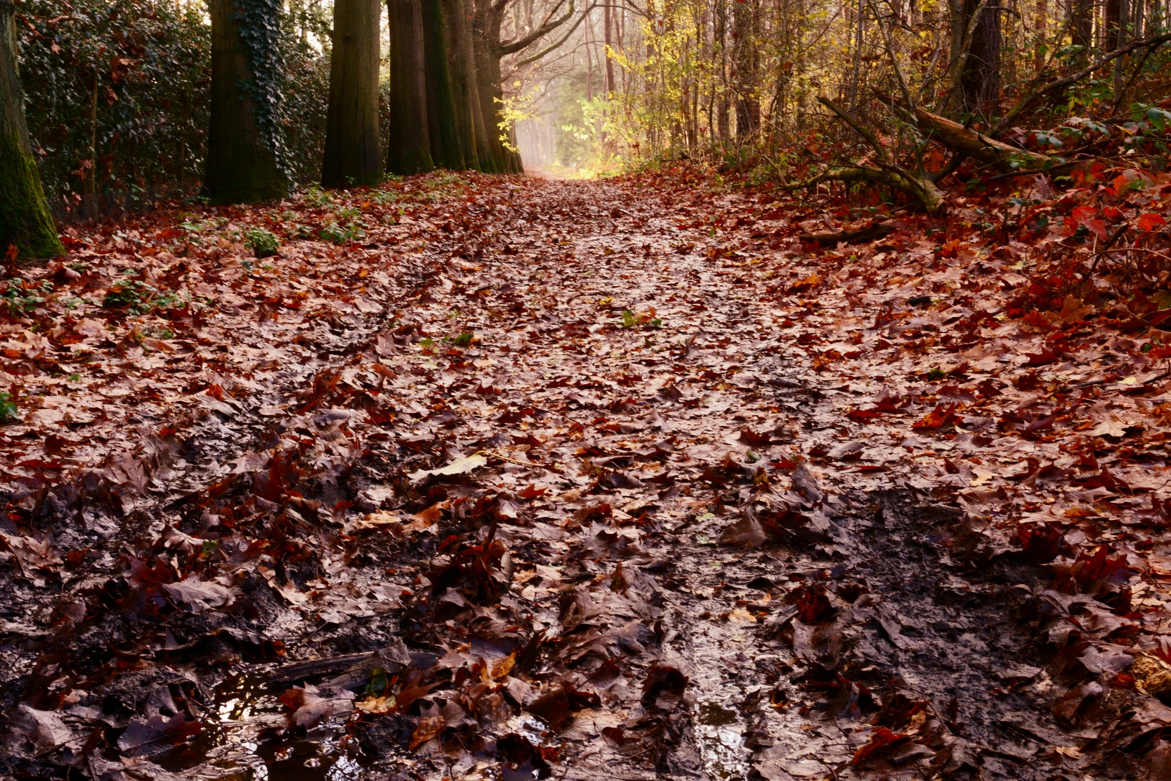 the path is covered with autumn leaves