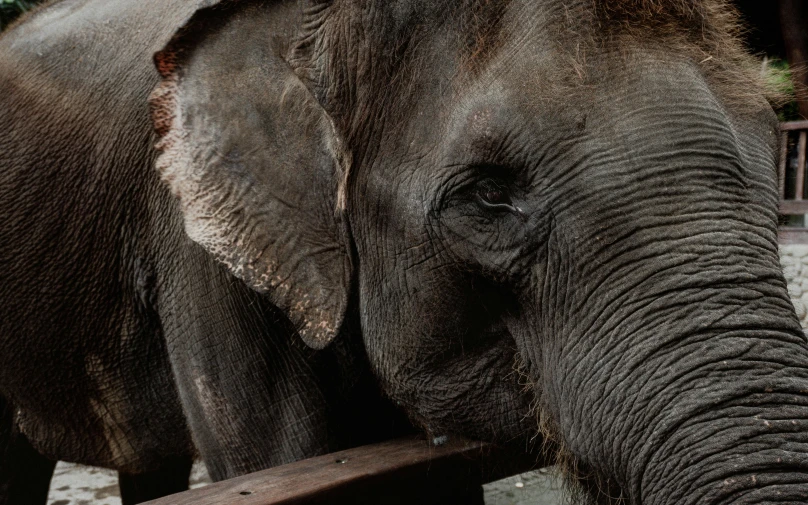 a close up view of an elephant's trunk and back