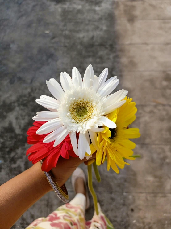 two daisies, one red and one yellow in someone's hand