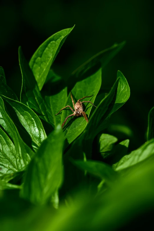a spider on a green leaf in the dark