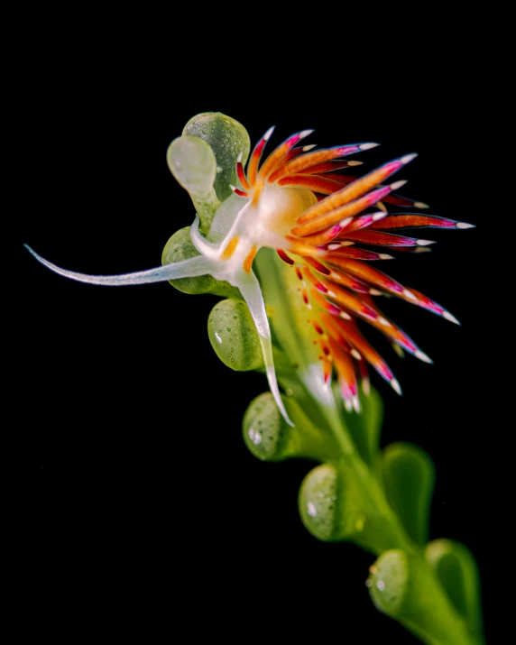 flower with water droplets on its petals during the day