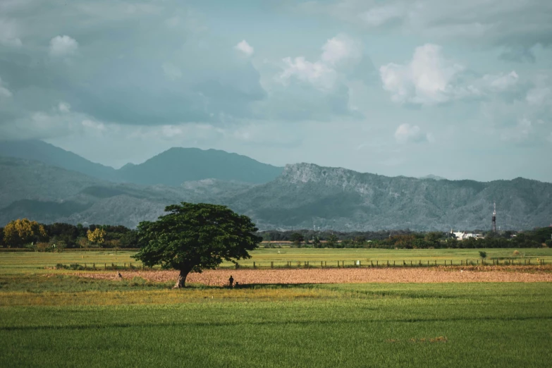 a single tree in the middle of the field