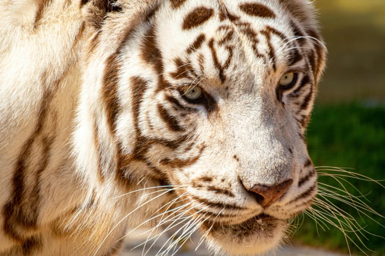 a close up image of a tiger, that has its eyes wide open