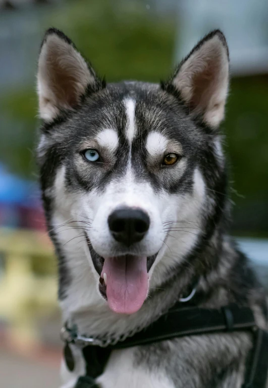 husky dog with a leash looking up at the camera