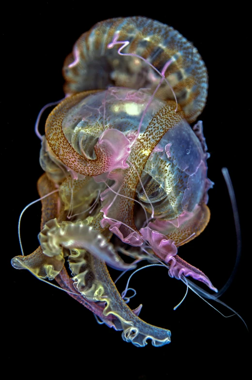 a jellyfish looks down at soing blue and red