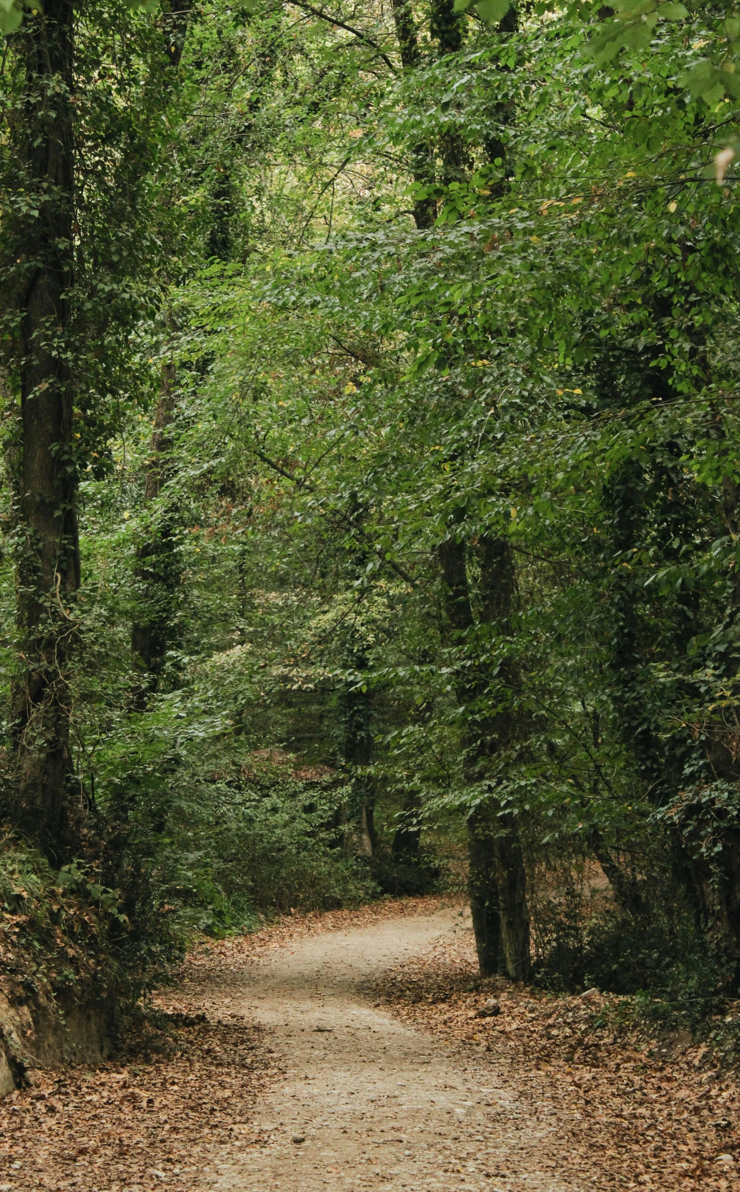 a path is bordered by trees on both sides of the dirt