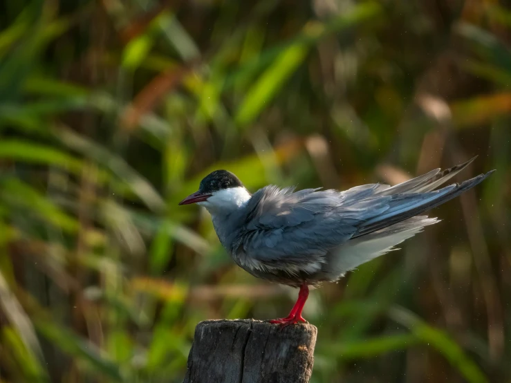 a small bird with grey wings sitting on a post