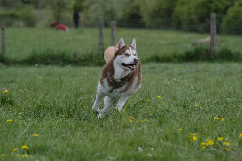 a husky running through a green field