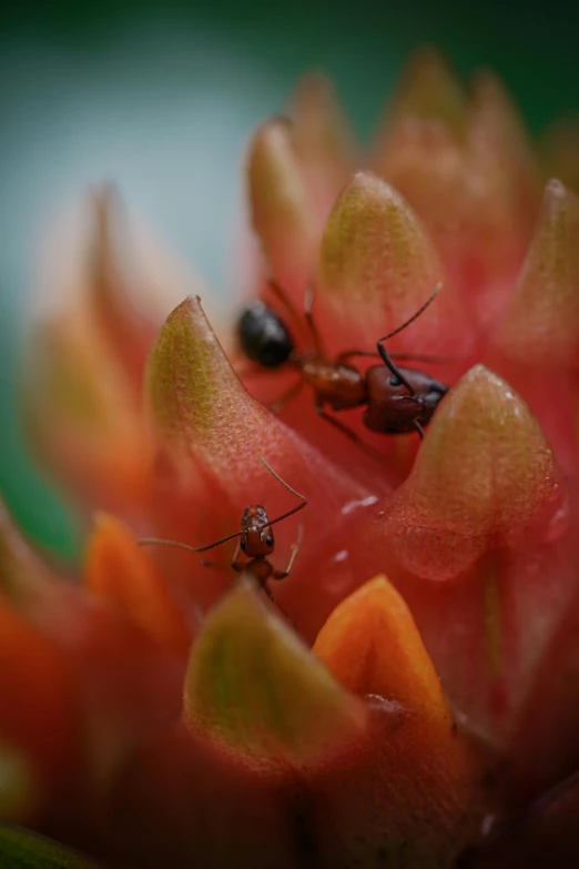 three bugs are standing in the middle of flowers