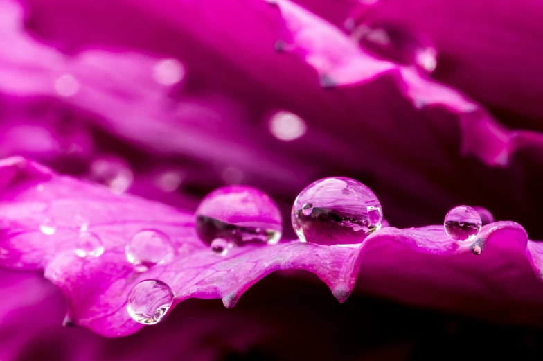 closeup of water droplets on purple plant