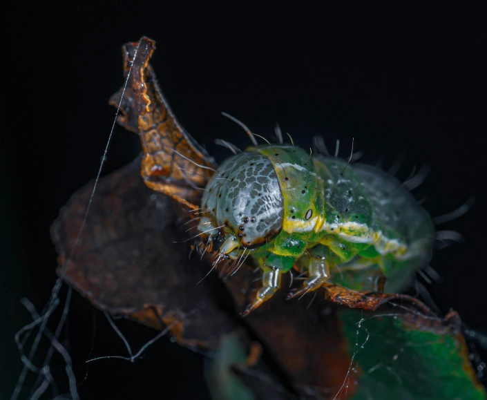 a green bug is standing on a leaf