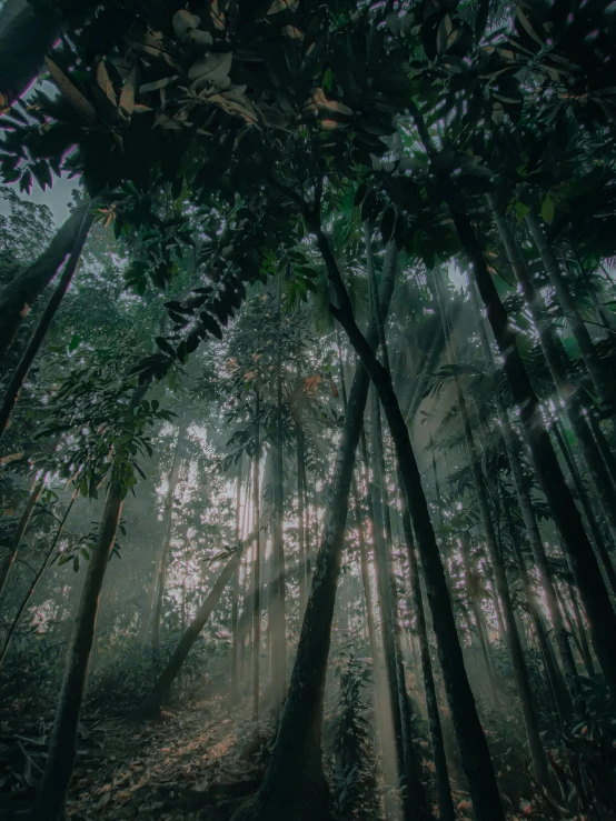 a forest with many trees and fog