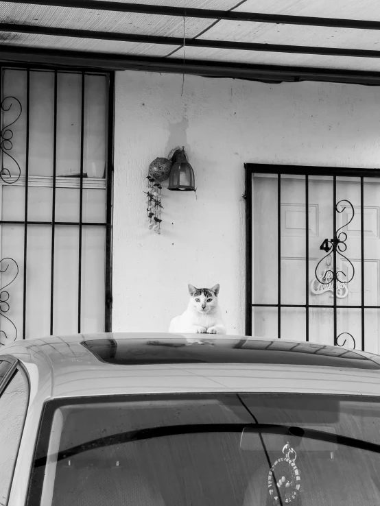 a cat sitting on top of a car next to some buildings