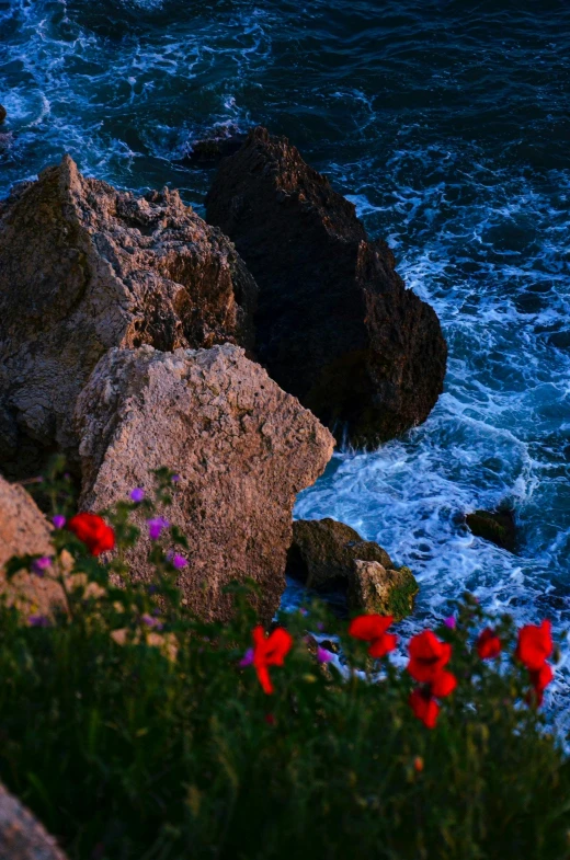 wild flowers and large rocks on the shore
