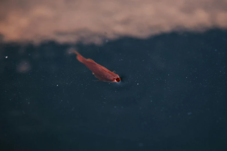 a small fish swimming down a body of water