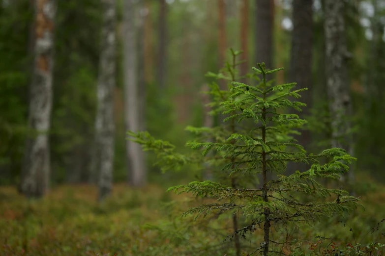 there is a small pine tree in the woods