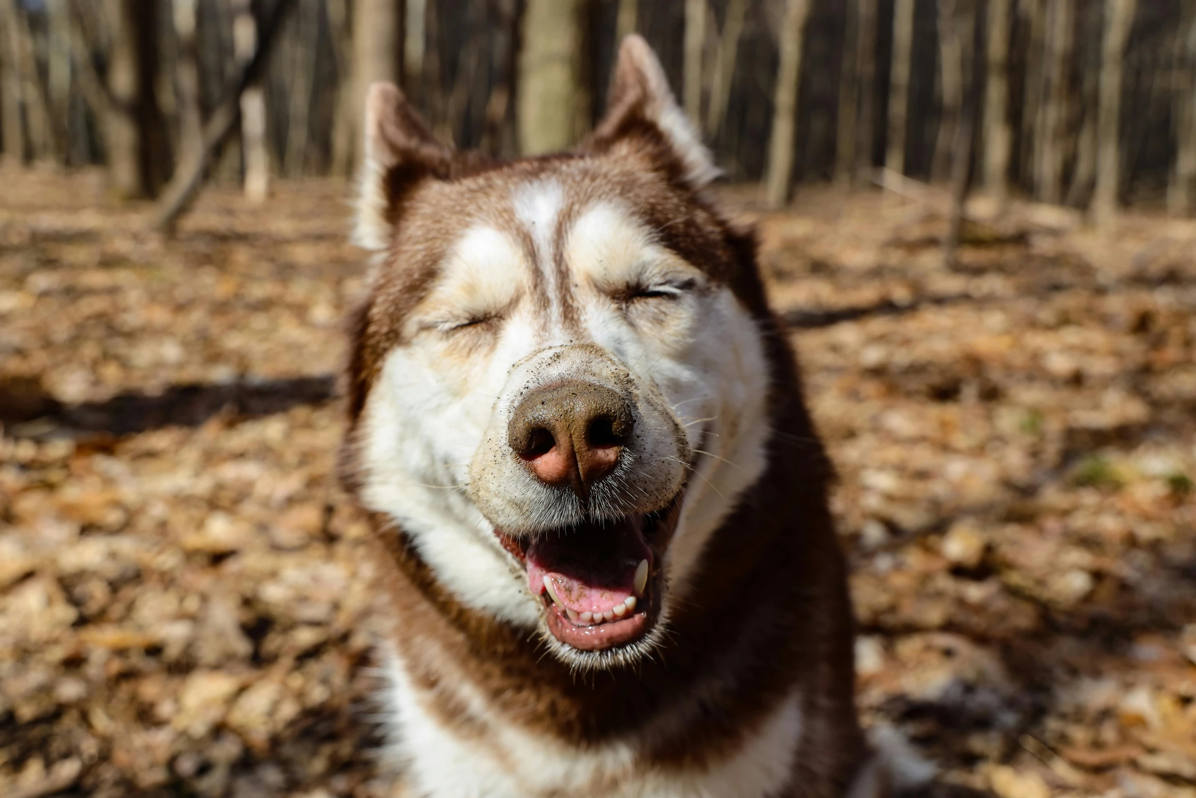 a dog is happy to be happy while outside