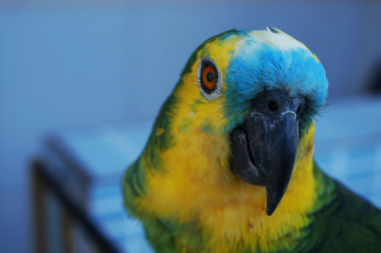 a blue and yellow bird with orange eyes sitting on a wooden perch