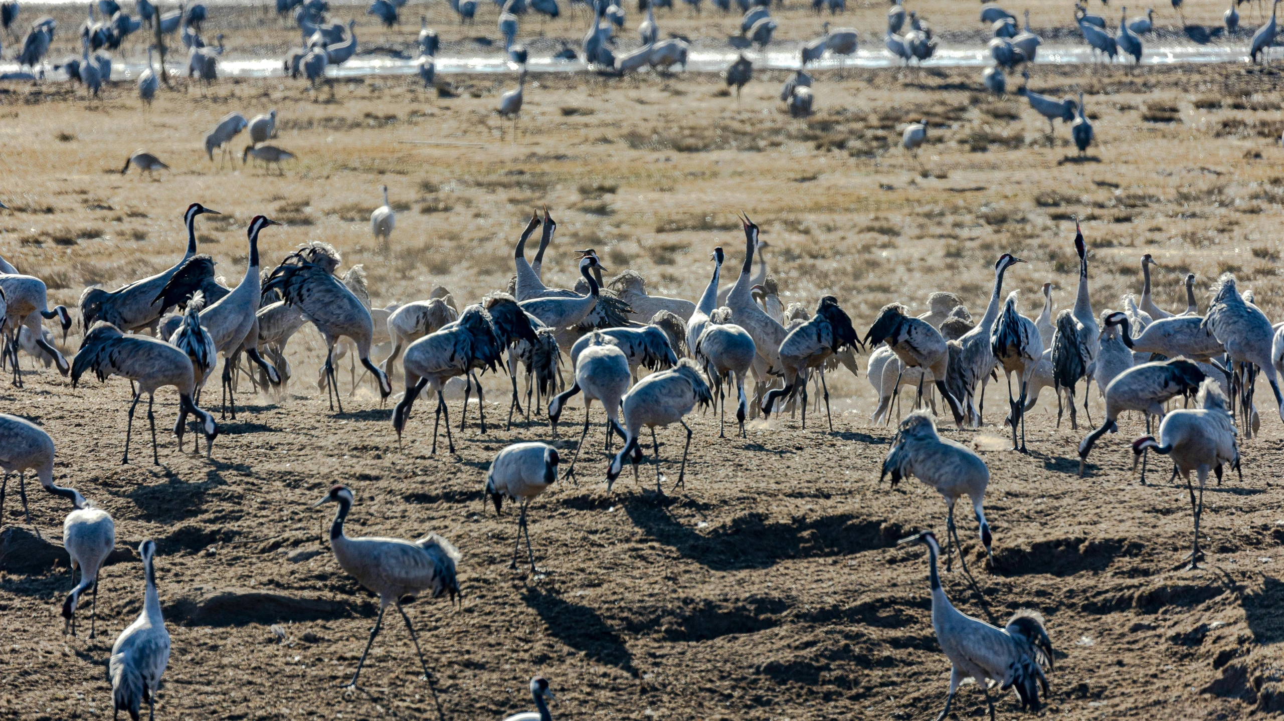 a large group of birds standing on some dirt