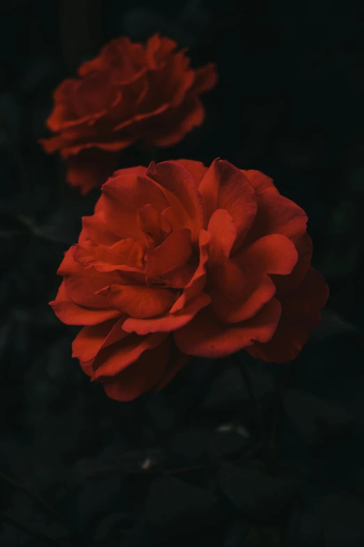 two red roses stand out against a black background