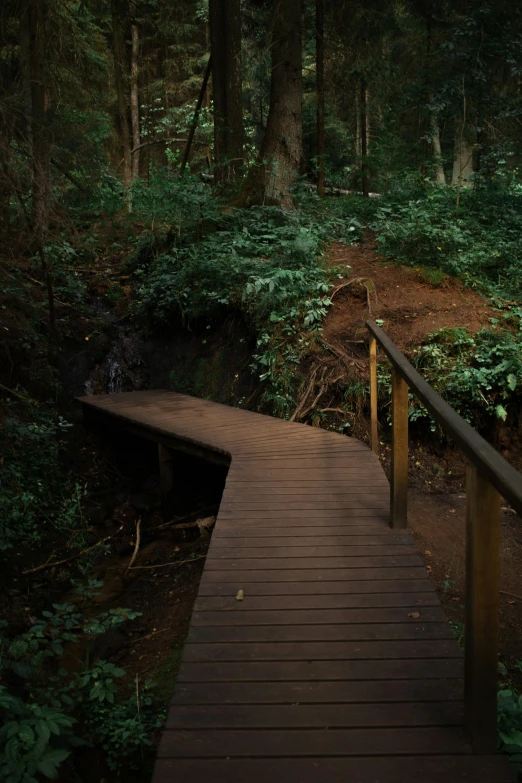 a path through a wood and forest filled with trees