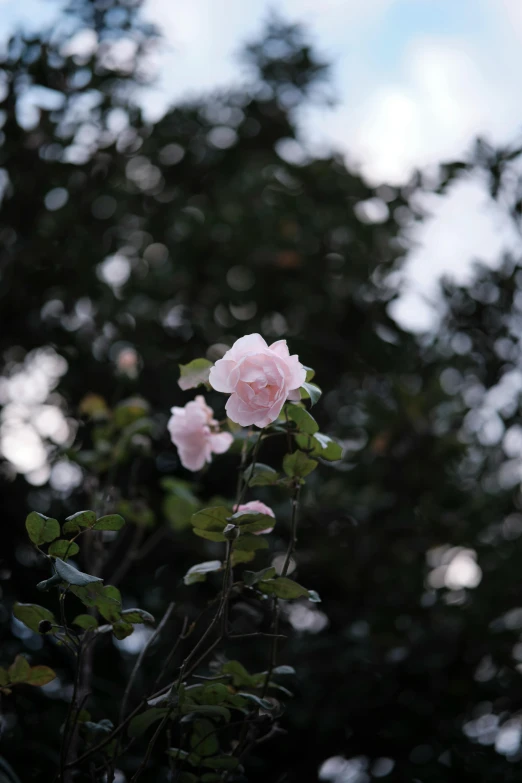 some small pink flowers that are out by the trees