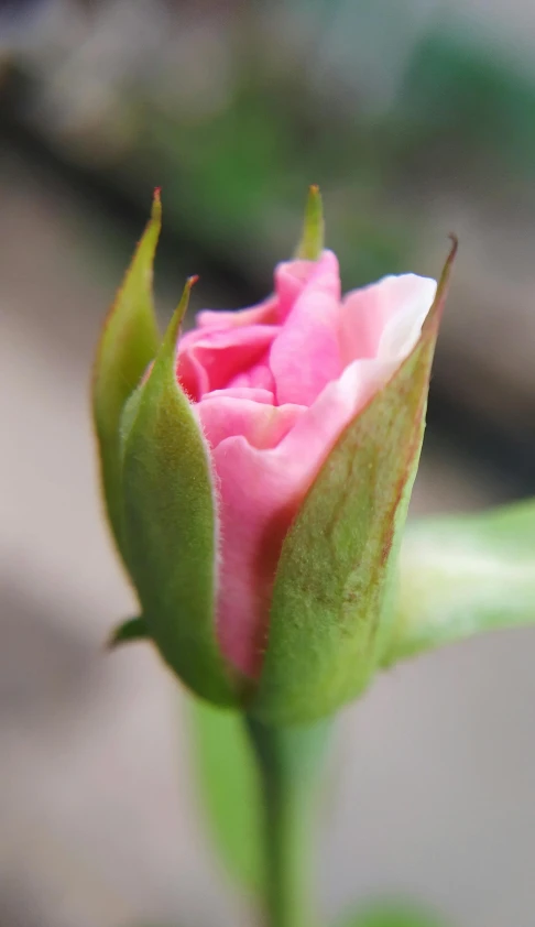 the blooming pink rose bud ends up in full petals