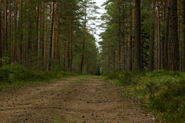 a dirt road in the middle of a grove of trees