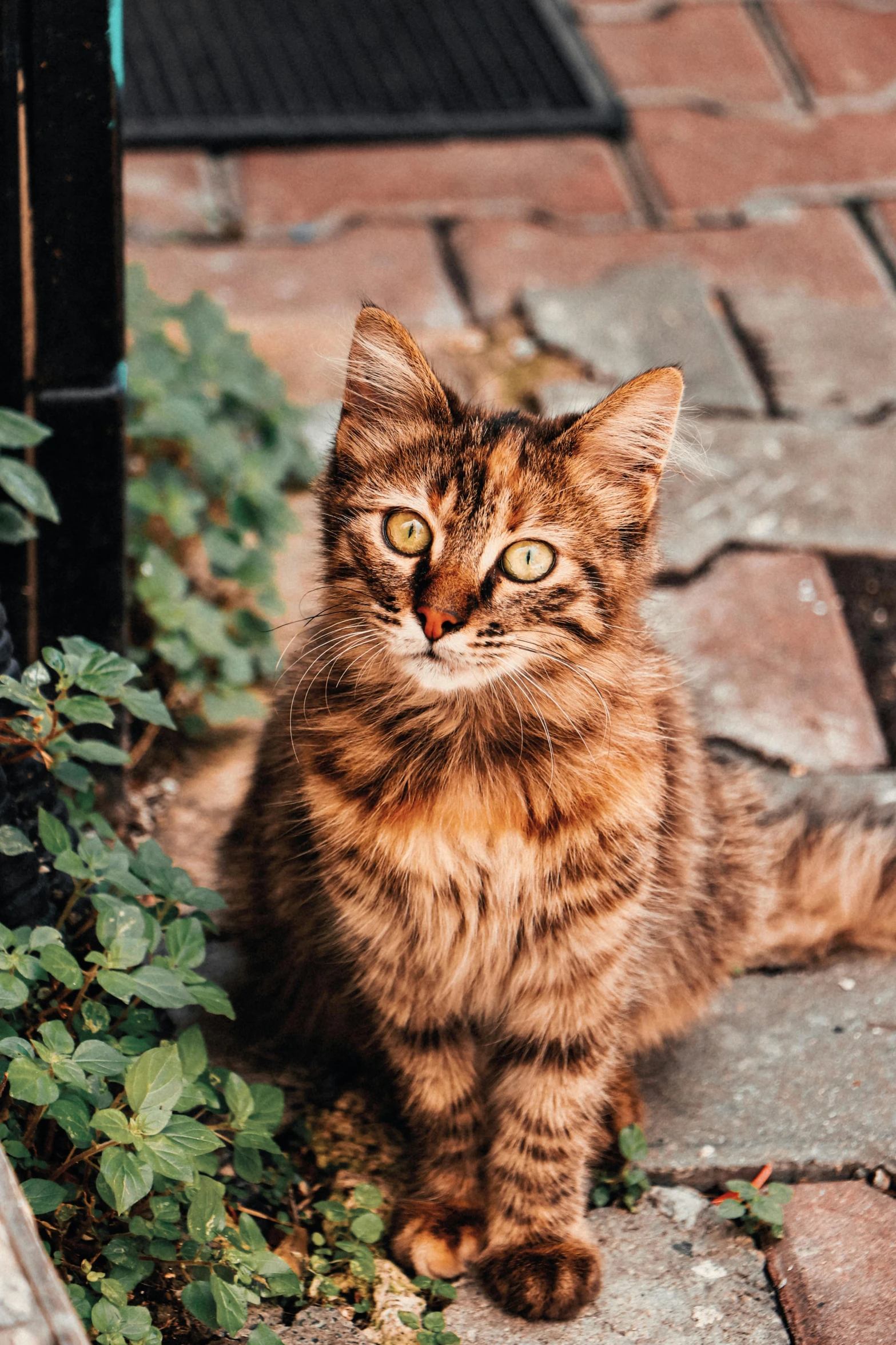 a small tiger cat sitting near some plants