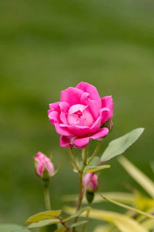 a pink flower is in the foreground with green grass