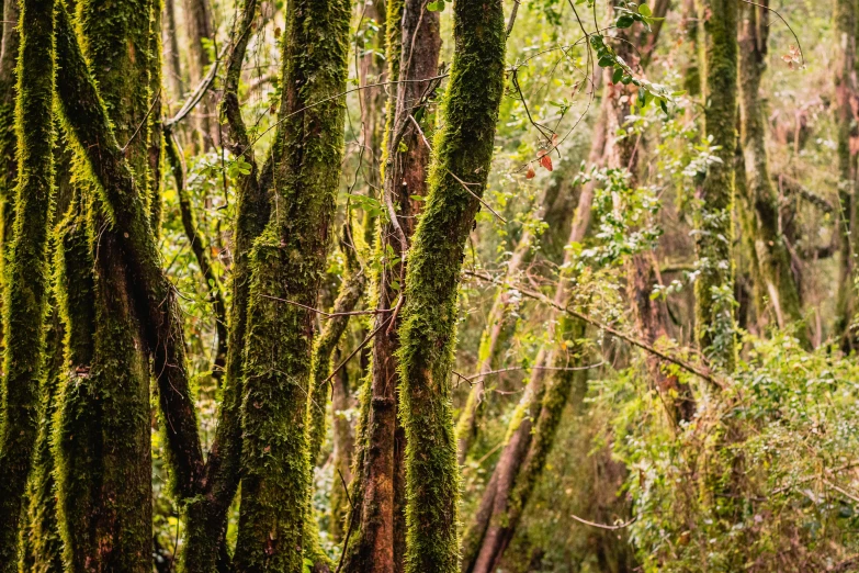 an elephant walks through some mossy trees