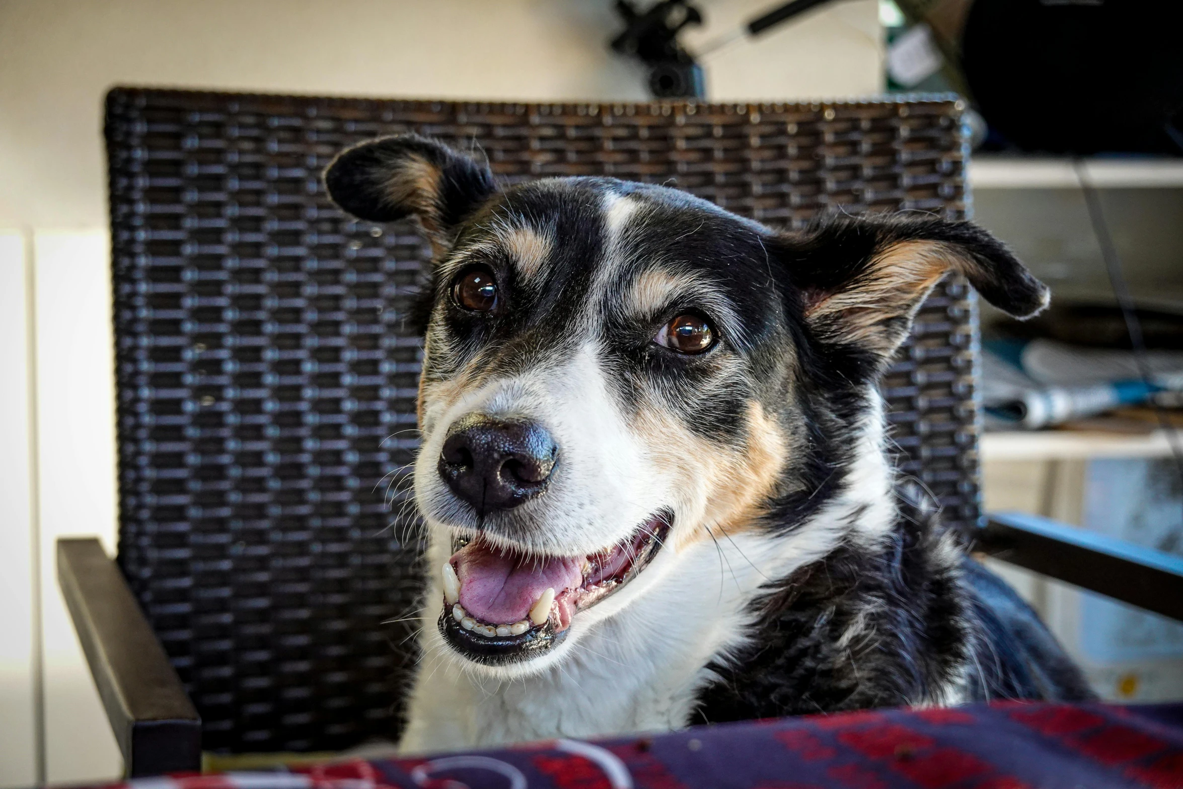 a close - up of the dog who is sitting in a chair