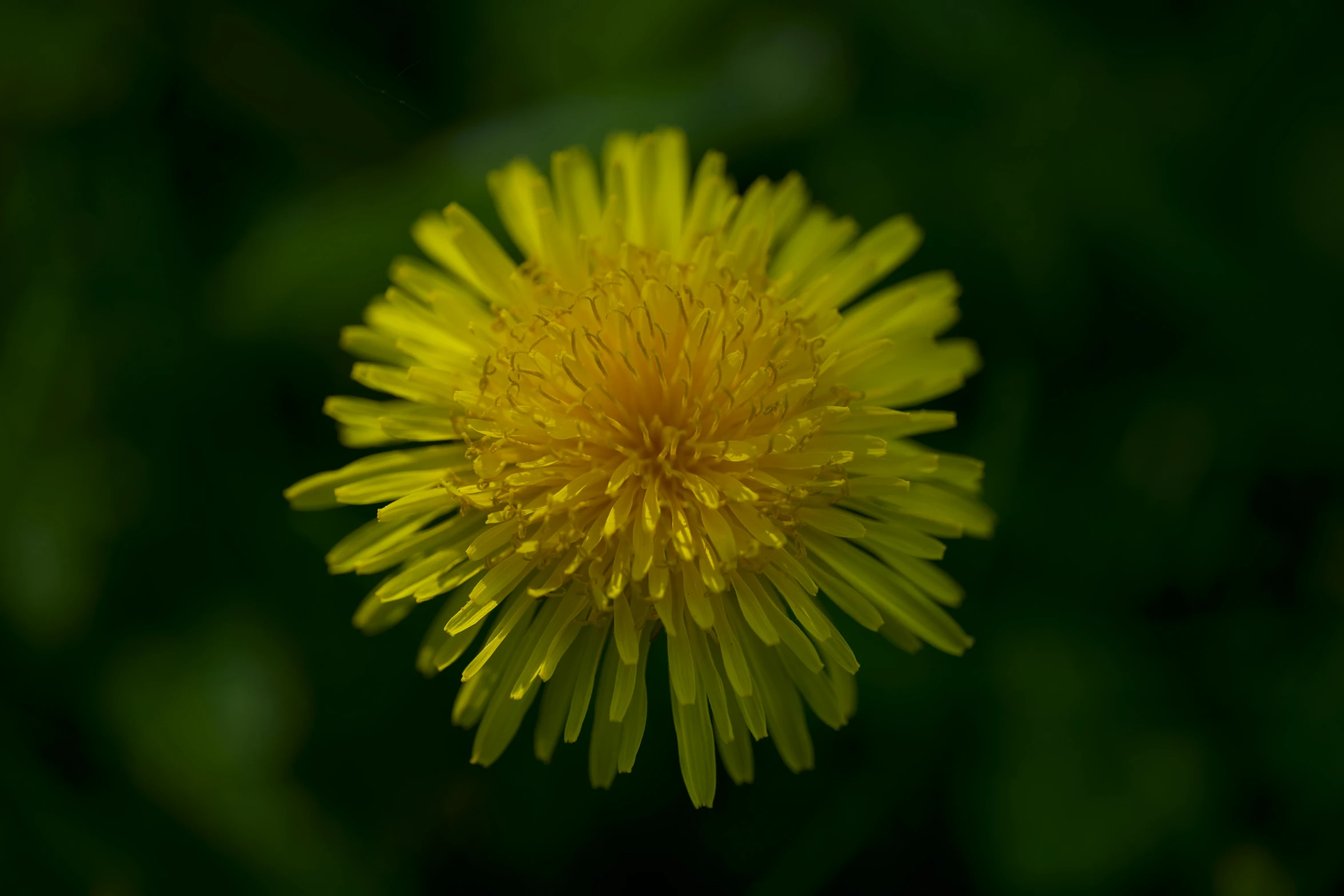 a yellow dandelion flower is pictured in this close up po