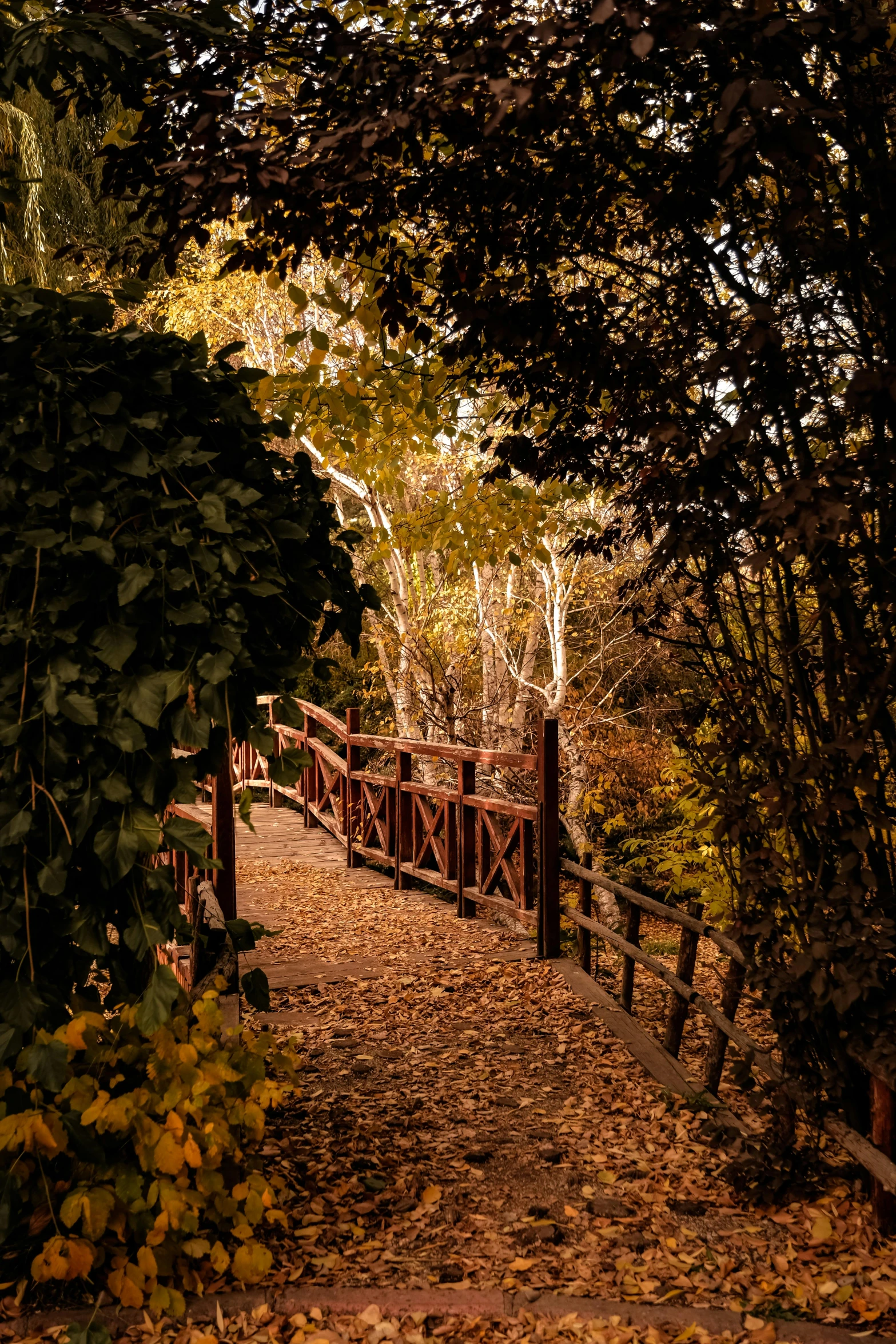 a pathway leads through trees and leaves in the fall