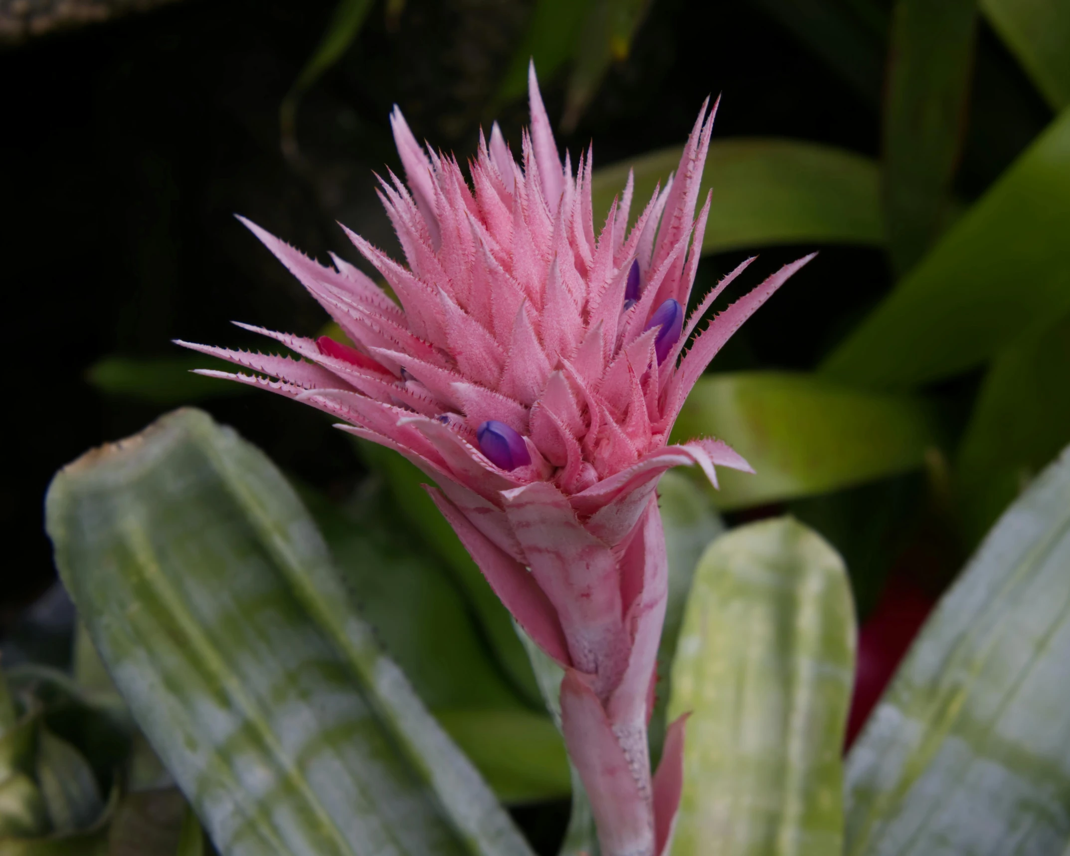 the beautiful pink flower looks like it has opened its petals